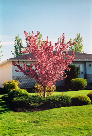 to view full-size photo of Pink Spires Flowering Crab (Malus 'Pink ...