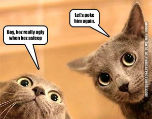 funny-cat-picture-hes-really-ugly-when-he-sleep-lets-poke-him-again