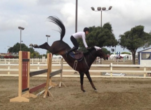 Discuss Bad jumping clinic with George Morris. at the Horse Chat forum ...