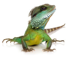 We offer cover for a wide range of reptiles including; Bearded Dragon ...