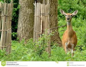 Whitetail Deer Doe And Fawn