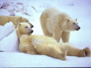 Impacts of Climatic Change on Arctic Wildlife