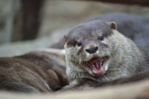 Source: http://dailyotter.org/2013/03/15/otter-is-happy-youre-here/