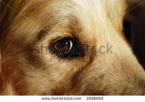 Golden Retriever Puppies