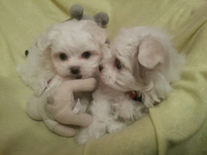 Month Old Maltese Dog Puppies