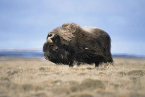 Description Musk ox bull animal ovibos moschatus.jpg