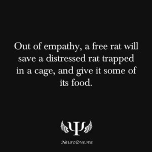 The free rat, occasionally hearing distress calls from its compatriot ...