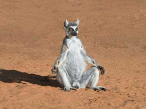 ... perfect Madagascar can be for relaxation - View options - Get a Quote