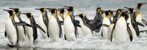 Emperor penguins via www.Facebook/OurWorldsView