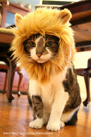 lion-cat-hat.jpg