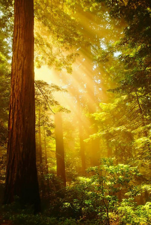 Sun Rays, Redwood Forest, California