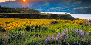 Tom McCall Nature Preserve Oregon