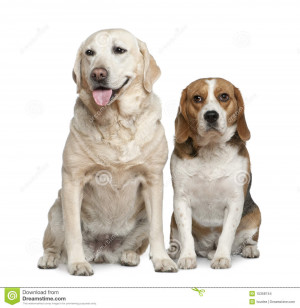Perro perdiguero y beagle de Labrador, 5 años y 3 años, sentándose ...