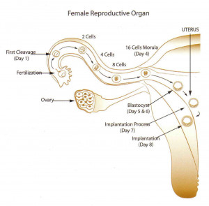 gametes and they are used in sexual reproduction. When two gametes ...