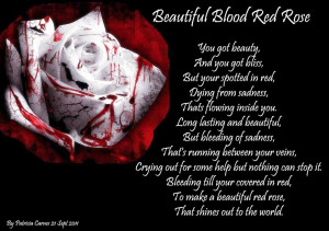 Beautiful Blood Red Rose