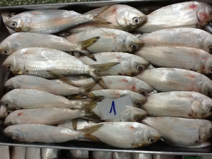 View Product Details: FRESH FROZEN SARDINE FISH OF ALO SEAFOOD