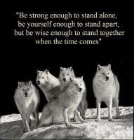 strong #wolf #wolves #animals