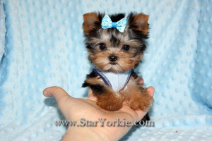 Star Yorkie Kennel - Teacup Yorkies, Maltese, Pomeranian and other ...