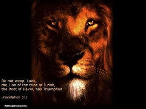 The lion of judah