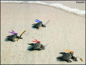 ... babay ninja turtles exept there not sea turtles hhhhhhhhhhhhmmmmmmm