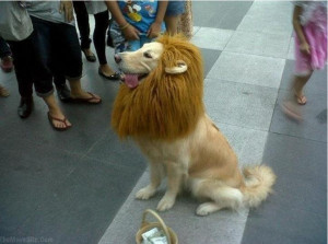Dog that Looks Like a Lion