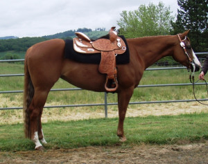 western pleasure horses for sale