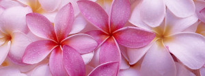Pink Flowers Facebook Cover Preview