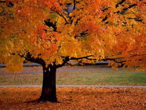 Fall Projects | Top 10 Outdoor Fall Projects