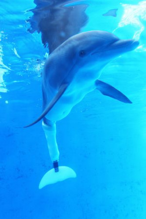 Dolphin Tale Book 'dolphin tale': dive into the