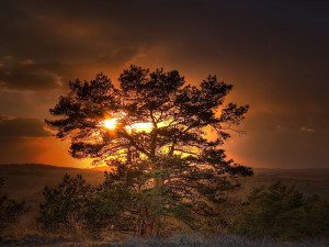 ... 01 05 2013 category sunset downloads 498 tags sunset trees views 1031