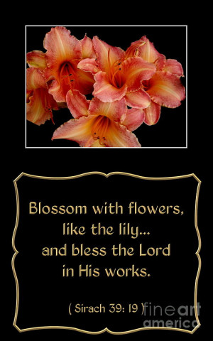 Orange Daylilies With Bible Quote From Sirach Photograph