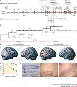 FIGURE 1 | A multidisciplinary perspective on language evolution.