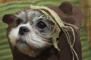 don t know why people are so cynical about ewoks the rebellion would ...