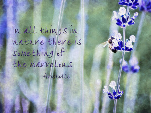 Bee And Lavender With Quote Photograph