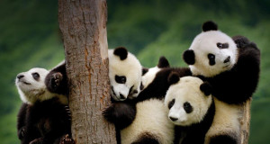 Giant panda cubs at the Wolong National Nature Reserve in Sichuan ...