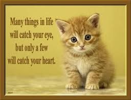 cat quotes - Google Search