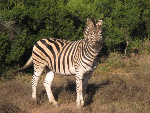 The Guests Saw Lions Hunting Zebra