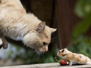 Funny Cat and Mouse Pictures