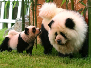 Panda Chow Chow Puppies For Sale