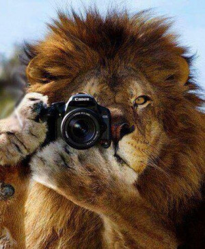 Animals World Nature & Quotes