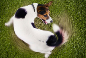 your dog chase her tail can be a funny thing to watch. Having your dog ...