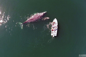 ... 野生動物攝影師Mark Carwardine用無人機拍攝鯨群圖片