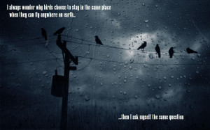 Birds quotes, larry bird quotes, bird quote