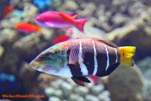 Tropical Fish photos pictures and photography