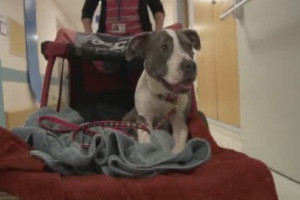 WATCH: Paralyzed pit bull now a therapy dog, helping others through ...