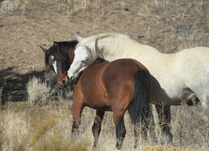 Wild Mustangs in Nevada. Photo by Kathy Klossner