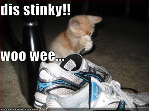 stinky kitty smelly shoes image funny