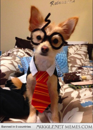 Harry Potter Dog Costume