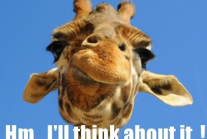 funny giraffe pictures
