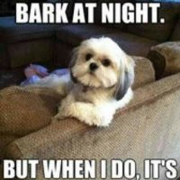 cute-dog-barking-night-photo.jpg